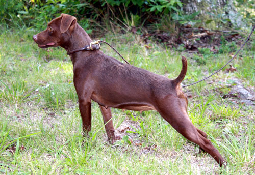 Rough Neck Mystique of Chestnut Hill