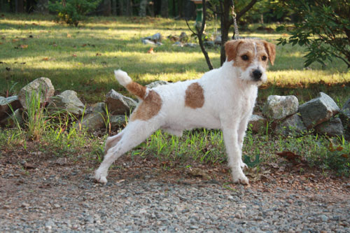 Chestnut Hill Thumper Chestnut Hill Thumper