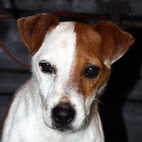 chestnut hill jack russell terriers